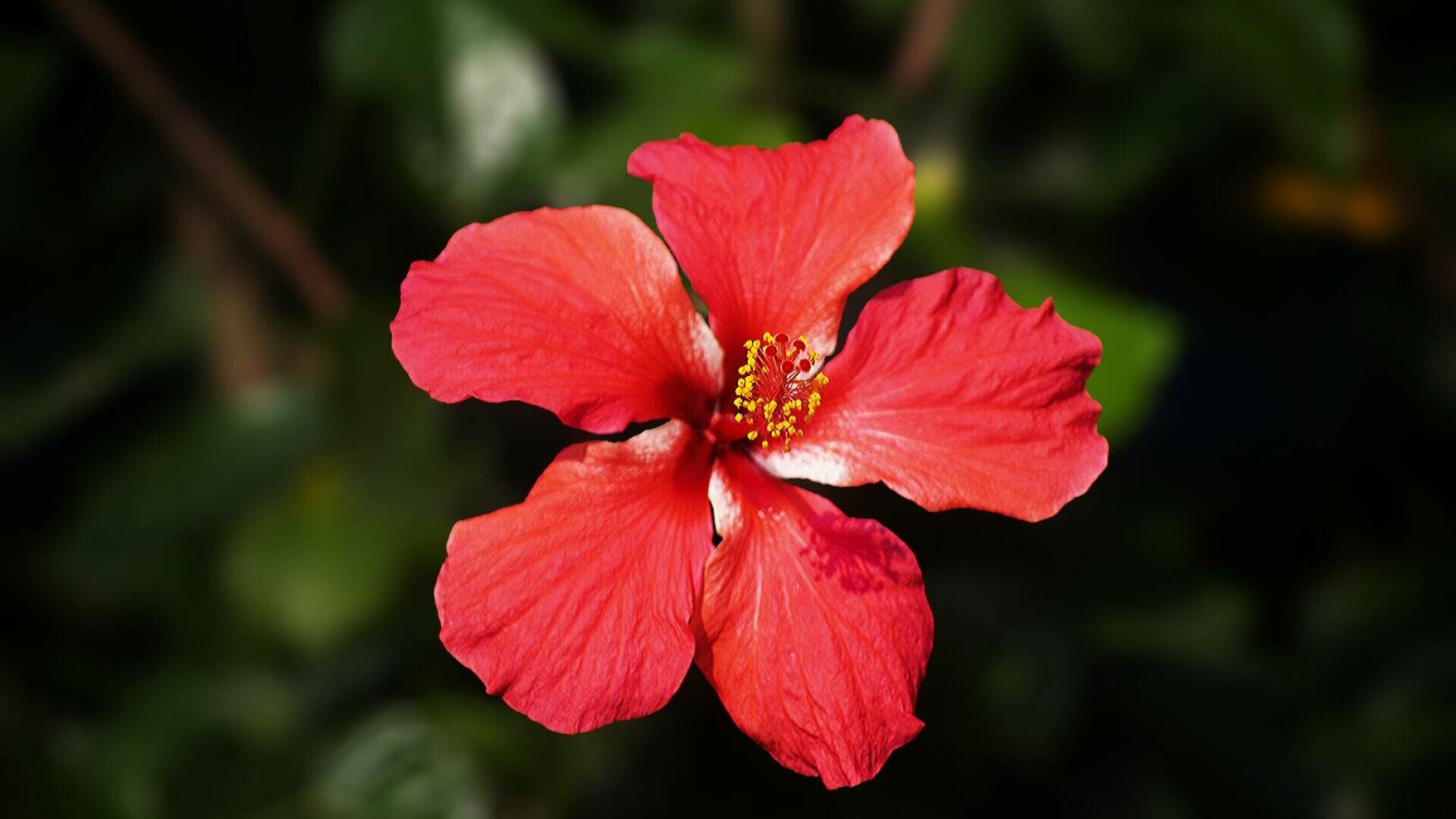 hibiscus