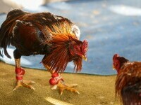 bataie cocosi