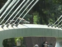 Canicula a revenit în România. Temperatura resimțită a fost și de 37 de grade la umbră. Vremea se schimbă însă radical