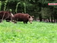 Apariție neașteptată la Lacul Sfânta Ana. Autoritățile, avertisment pentru turiști