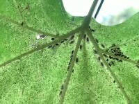 insecte