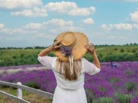 lavanda