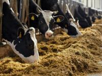 ferma bovine