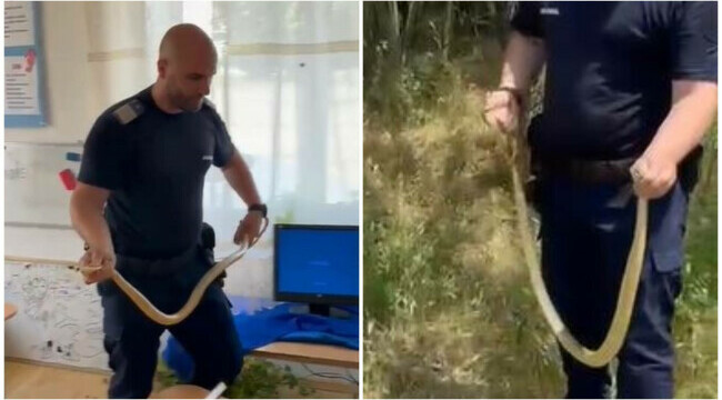 sarpe dolj