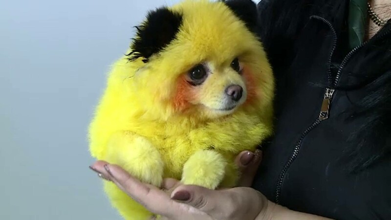 coafor animale