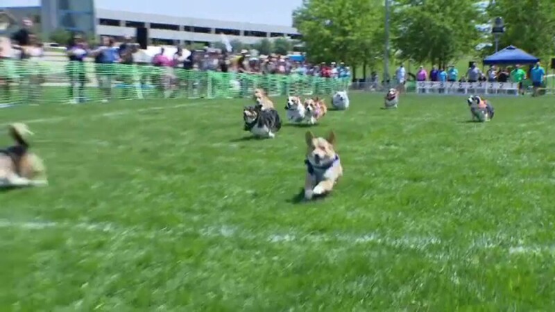 cursa corgi